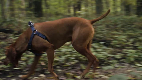 A dog in the woods Stock Footage 137754157