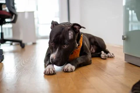 Dog at work Stock Photos