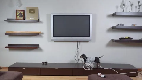 Dog worker drags cable, rope, new interior, smart home Shelf with trophy, award Stock Footage 246774699