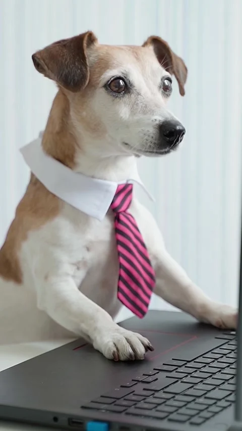 Dog working computer nerd Vídeo Stock 280483698