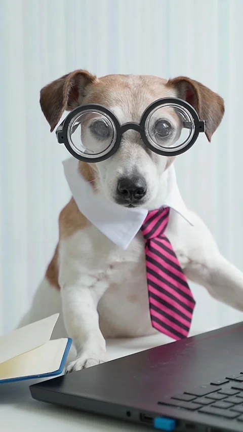 Dog working computer nerd glasses Vídeo Stock 280483702