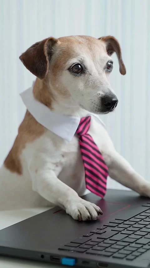 Dog working computer nerd vertical video Vídeo Stock 280483690