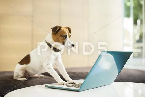 Dog Working On Laptop In Office