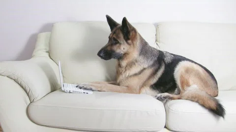 Dog working with netbook Stockbeeldmateriaal 540472