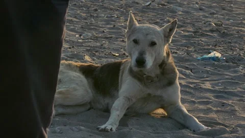 Dog with worn collar resting on sandy beach at sunset, looking toward the camera Stock Footage 317964368