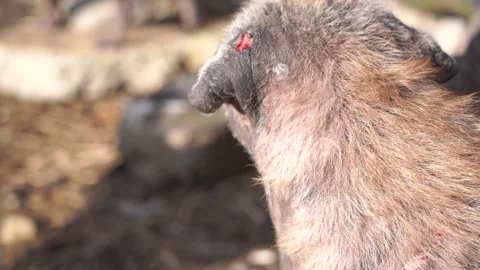 Dog with a wound on the ear Stock Footage 151036709