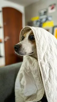 Dog Wrapped in Blanket with Curious Expression Stock Photos