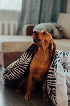 A dog wrapped in a blanket licks its nose with its tongue Stock Photos