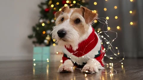 Dog wrapped in garland. Wirehaired Jack Russell Terrier in a red sweater Stock Footage 294738191
