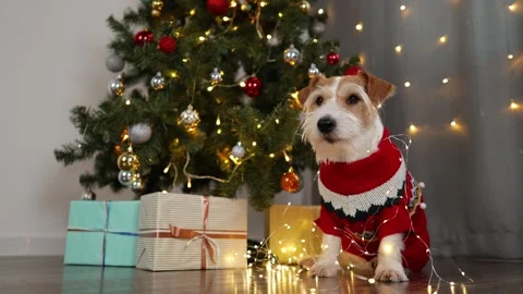 Dog wrapped in garland. Wirehaired Jack Russell Terrier in a red sweater Stock Footage 294738229