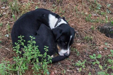 A Dog Wriggled While Sleeping Stock Photos