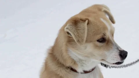 The dog with the wrong bite looks at the owner Stock Footage 100625035