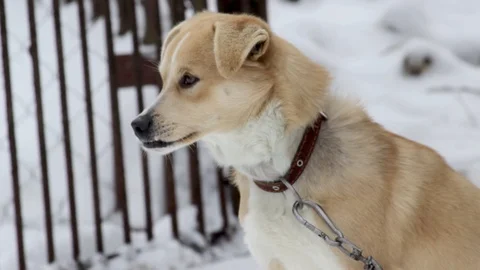 The dog with the wrong bite looks at the owner Stock Footage 100625178