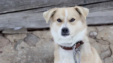 The dog with the wrong bite sits in the cold Stock Footage 100625104