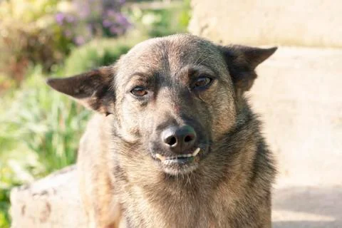Dog with wrong teeth, close-up, close-up Fotos Stock