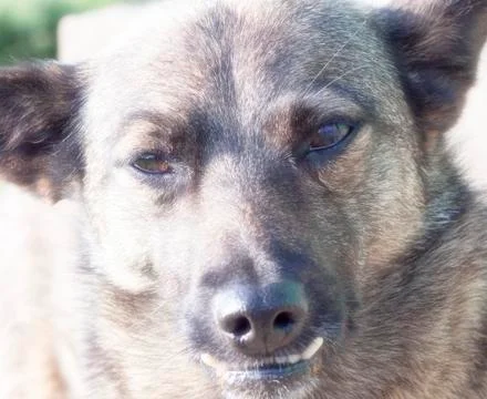 Dog with wrong teeth, close-up, close-up Stock Photos