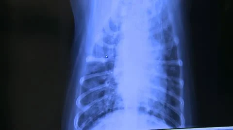 Dog x-ray 01 HD Stock Footage 10740743