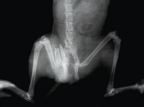 Dog, X-ray Stock Photos