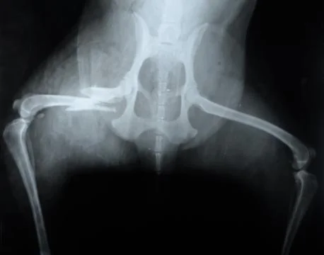 Dog, X-ray Stock Photos