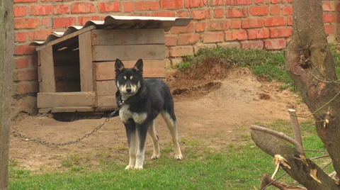 Dog In The Yard Stock Footage 38748306