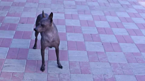 The dog in the yard Stock Footage 53738795