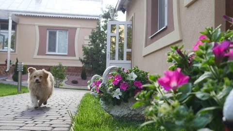 Dog on the yard Stock Footage 83133431