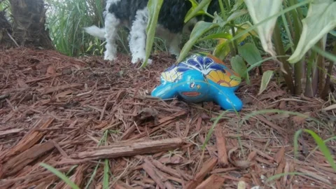 Dog in yard Stock Footage 137674439