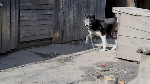 Dog in the yard on a leash eats in the daylight Video stock 106874351