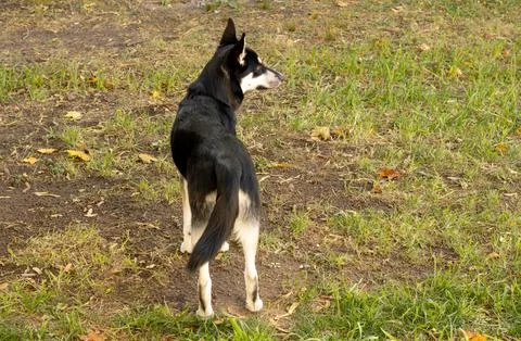 A dog in the yard Stock Photos