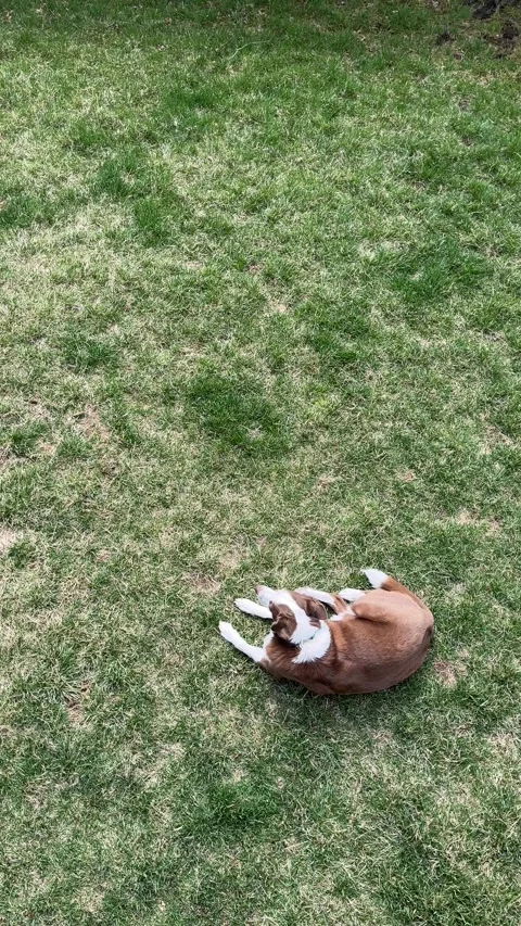 A Dog in a Yard, Viewed From Above, Vertical Video Stock Footage 305609053