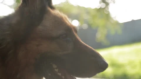 Dog Yawns Stock Footage 27125411