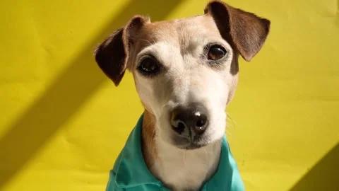 Dog on yellow background Vídeo Stock 138001893