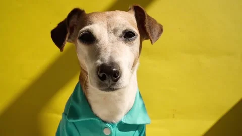 Dog on yellow Vídeo Stock 138001856