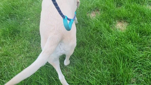 Dog Yellow Lab On Blue Leash Sniffing Green Grass During Outdoor Walk Stock-Footage 338203361