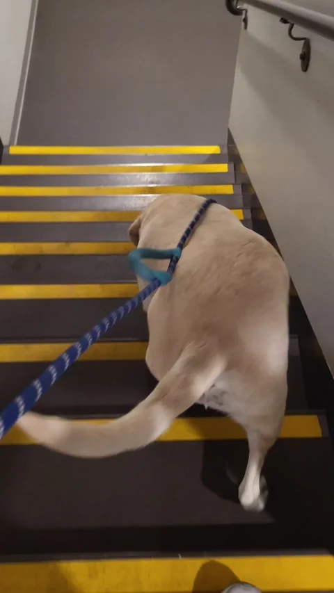 Dog Yellow Lab Going Down Stairs Office Hotel Apartment Building Stock-Footage 339244899