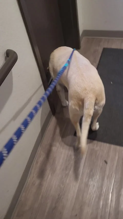 Dog Yellow Lab Going Down Stairs Office Hotel Apartment Building Stock-Footage 339244998