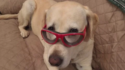 Dog Yellow Lab looking over top of red glasses lying on couch Vidéo 339642748