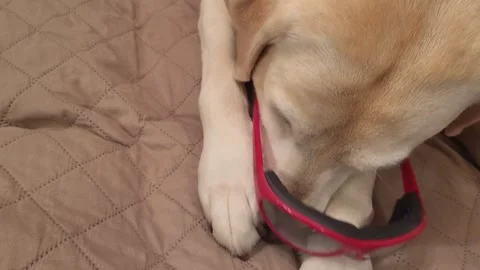 Dog Yellow Lab in red glasses trying to take them off Vidéo 339642779