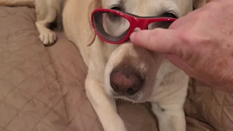 Dog Yellow Lab in red glasses falling down, hand pushes them back on Vidéo 339643209