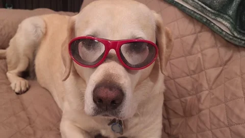 Dog Yellow Lab in red goggles glasses rests on quilted blanket Vidéo 339638730