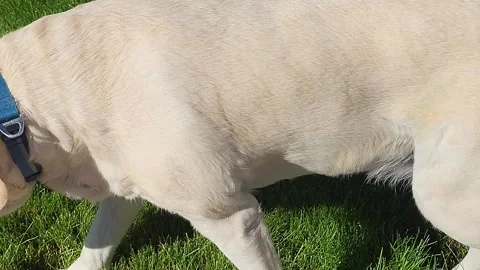 Dog Yellow Lab turns on grass walking back toward owner Stock-Footage 339244992