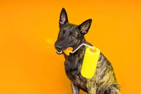 Dog with yellow pool float and straw on orange background Stock Photos