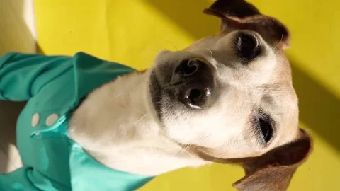 Dog on yellow vertical video Vídeo Stock 138001891
