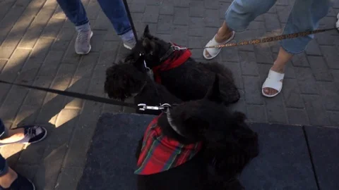 Dog, yorkshire terrier  Stock Footage 101203491