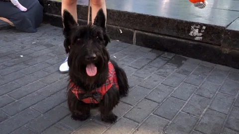 Dog, yorkshire terrier  Stock Footage 101203494
