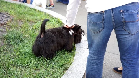 Dog, yorkshire terrier  Stock Footage 101203523