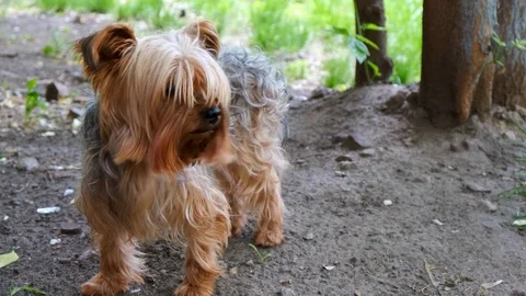 Dog Yorkshire Terrier Stockbeeldmateriaal 113677024