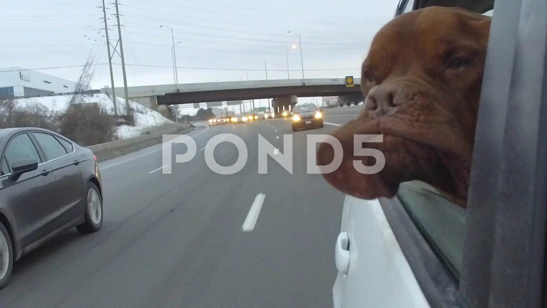 dog youtube viral sensation with head out car window flapping jowls 120fps