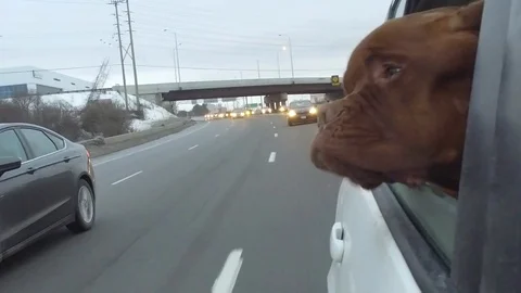 dog viral sensation with head Stock Video Pond5