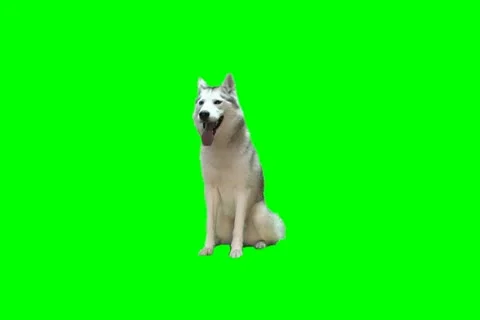 Dog00 Video stock 18791881
